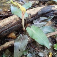 Cryptocoryne walkeri Schott
